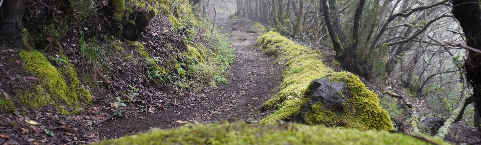 camino bolico